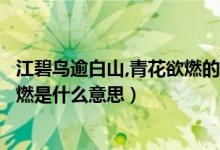 江碧鳥逾白山,青花欲燃的意思是什么（江碧鳥逾白山青花欲燃是什么意思）