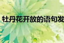 牡丹花開放的語句發(fā)圈（牡丹花開放的語句）