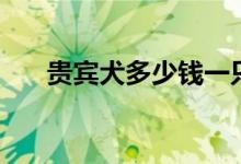 貴賓犬多少錢一只（價格是怎么定的）