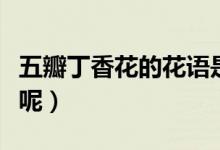 五瓣丁香花的花語是什么（來自什么樣的故事呢）
