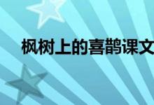 楓樹上的喜鵲課文（楓樹上的喜鵲課文）
