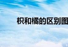 枳和橘的區(qū)別圖片（枳和橘的區(qū)別）