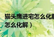 貓頭鷹進(jìn)宅怎么化解道家怎么看（貓頭鷹進(jìn)宅怎么化解）