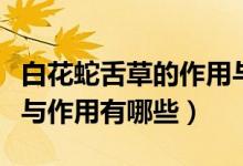 白花蛇舌草的作用與功效（白花蛇舌草的功效與作用有哪些）