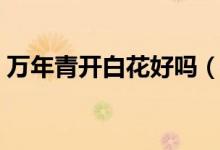 萬年青開白花好嗎（萬年青開白花代表什么）