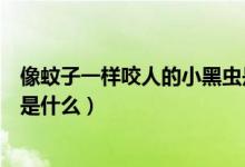 像蚊子一樣咬人的小黑蟲是什么（像蚊子一樣咬人的小黑蟲是什么）