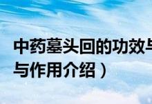 中藥墓頭回的功效與作用（中藥墓頭回的功效與作用介紹）