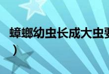 蟑螂幼蟲(chóng)長(zhǎng)成大蟲(chóng)要多久（蟑螂幼蟲(chóng)長(zhǎng)什么樣）