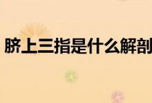 臍上三指是什么解剖位置（臍上三指是什么）