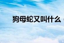 狗母蛇又叫什么（狗母蛇是什么東西）