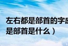 左右都是部首的字應(yīng)怎樣查字典（右字查字典是部首是什么）