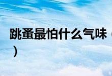 跳蚤最怕什么氣味（跳蚤怕什么東西或者味道）