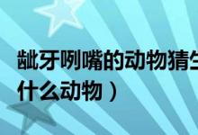 齜牙咧嘴的動物猜生肖（十二生肖齜牙咧嘴是什么動物）