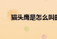 貓頭鷹是怎么叫的（貓頭鷹是鳥(niǎo)類(lèi)嗎）
