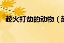 趁火打劫的動(dòng)物（趁火打劫的動(dòng)物是什么）