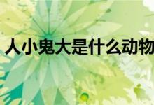 人小鬼大是什么動(dòng)物（人小鬼大是什么意思）