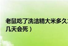 老鼠吃了洗潔精大米多久才死為什么會(huì)死（老鼠吃洗潔精后幾天會(huì)死）