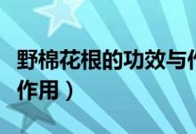 野棉花根的功效與作用（野棉花根有什么功效作用）