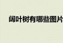 闊葉樹有哪些圖片（闊葉樹有哪些樹種）