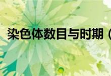 染色體數(shù)目與時(shí)期（rst什么意思汽車導(dǎo)航）