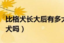 比格犬長大后有多大（比格犬能長多長是大型犬嗎）