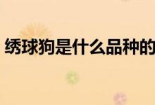 繡球狗是什么品種的（繡球狗是什么樣的狗）
