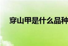 穿山甲是什么品種（穿山甲是什么動物）