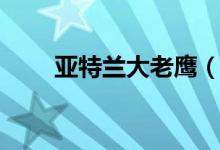 亞特蘭大老鷹（這支球隊(duì)太厲害了）