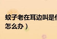 蚊子老在耳邊叫是什么意思（蚊子老在耳邊叫怎么辦）