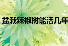 盆栽辣椒樹能活幾年（盆栽辣椒樹能活幾年）