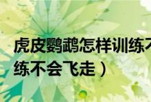 虎皮鸚鵡怎樣訓練不會飛走（虎皮鸚鵡怎樣訓練不會飛走）