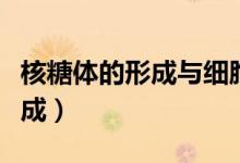核糖體的形成與細(xì)胞核有關(guān)系嗎（核糖體的形成）