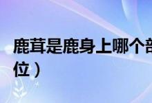 鹿茸是鹿身上哪個部位（鹿茸是鹿身上哪個部位）