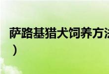 薩路基獵犬飼養(yǎng)方法（薩路基獵犬的飼養(yǎng)方法）