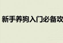 新手養(yǎng)狗入門必備攻略（新手養(yǎng)狗知識(shí)分享）