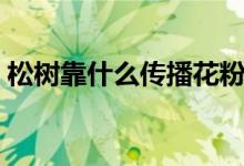 松樹(shù)靠什么傳播花粉（松樹(shù)靠什么傳播種子）