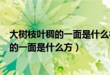 大樹(shù)枝葉稠的一面是什么枝葉稀的一面是什么（大樹(shù)枝葉稠的一面是什么方）