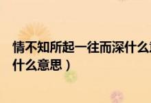 情不知所起一往而深什么意思現(xiàn)代文（情不知所起一往而深什么意思）