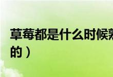 草莓都是什么時候熟（草莓都是什么時候上市的）