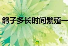 鴿子多長(zhǎng)時(shí)間繁殖一窩（鴿子多長(zhǎng)時(shí)間繁殖）