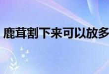 鹿茸割下來可以放多久（鹿茸割下來鹿疼嗎）