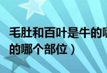 毛肚和百葉是牛的哪個部位（毛肚和百葉是牛的哪個部位）