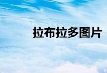 拉布拉多圖片（拉拉的習(xí)性介紹）