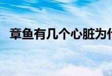 章魚(yú)有幾個(gè)心臟為什么（章魚(yú)有幾個(gè)心臟）