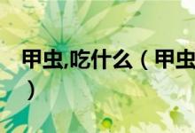 甲蟲,吃什么（甲蟲吃什么 甲蟲的食物是什么）