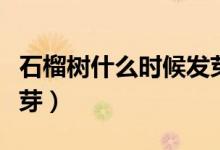 石榴樹什么時候發(fā)芽開花（石榴樹什么時候發(fā)芽）