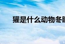 獾是什么動物冬眠嗎（獾是什么動物）