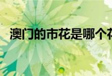 澳門的市花是哪個花（澳門的市花是什么）
