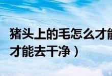 豬頭上的毛怎么才能取干凈（豬頭上的毛怎么才能去干凈）