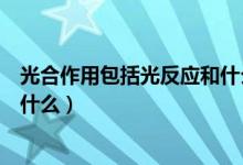光合作用包括光反應(yīng)和什么反應(yīng)（光合作用的反應(yīng)和過程是什么）